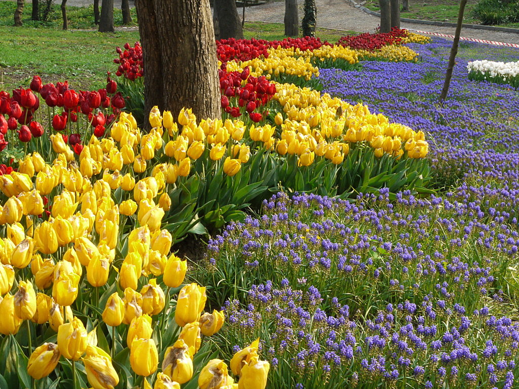 The tulip time in Istanbul